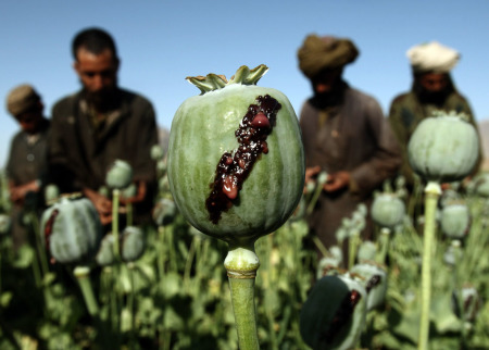 Coltivazione di oppio in Afghanistan