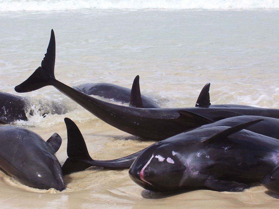 Delfini su una spiaggia, disorientati dai sonar militari