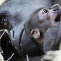 Piccolo e madre Gorilla