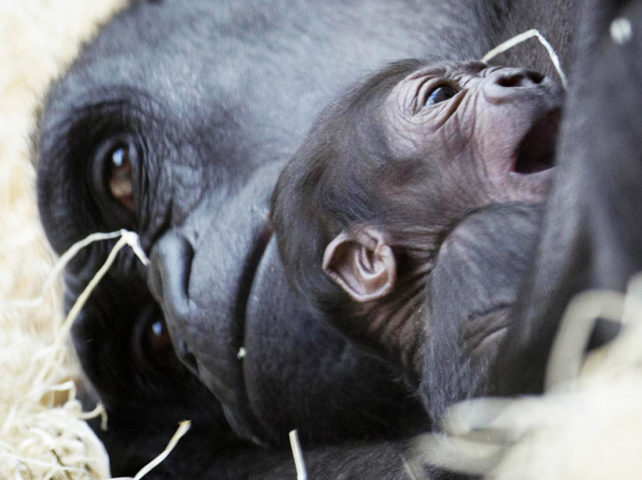 Piccolo e madre Gorilla