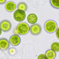 Cellule di alga