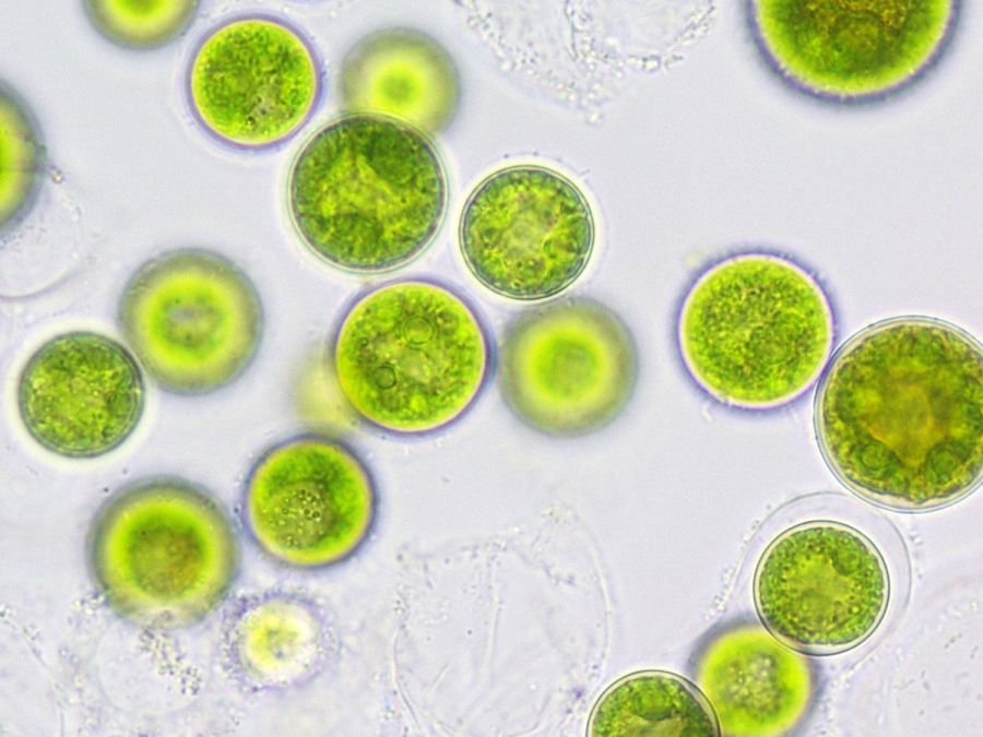Cellule di alga