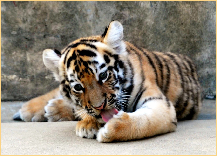 Cucciolo di tigre